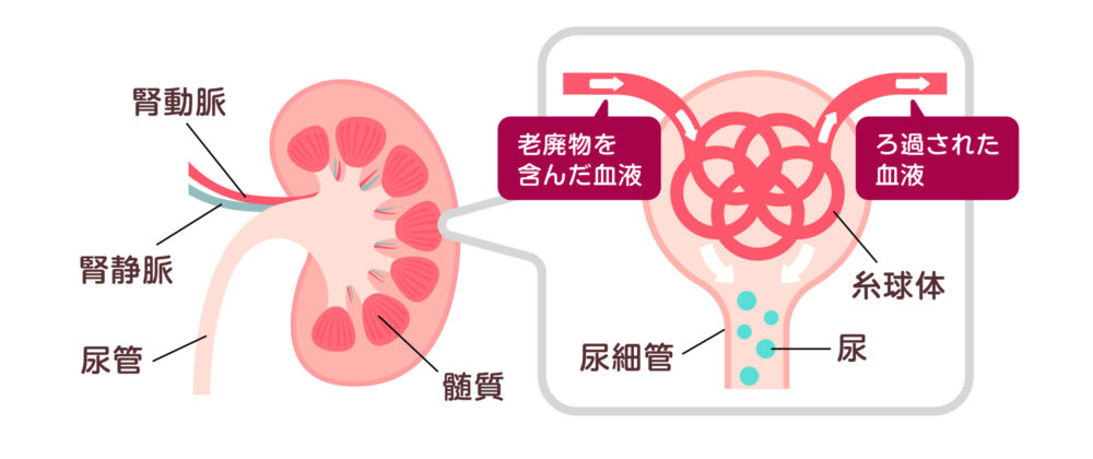 腎臓
